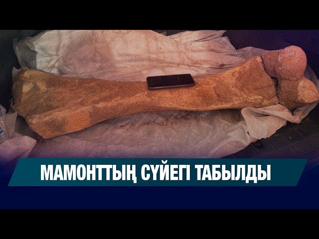 Мамонттың сүйегі табылды