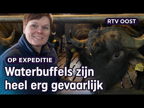 , title : 'Boerin Carina houdt geen koeien maar waterbuffels: "Weet precies welke ik eet" | RTV Oost'