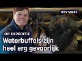 Boerin Carina houdt geen koeien maar waterbuffels: "Weet precies welke ik eet" | RTV Oost