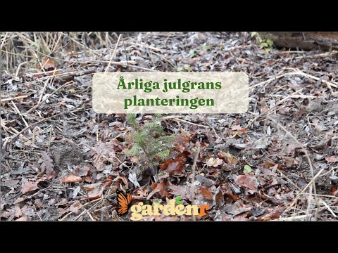 The annual Christmas tree planting - Gardenhacks by GardenR