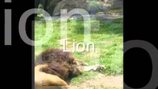 Dj Theclown - The lion sleeps tonight