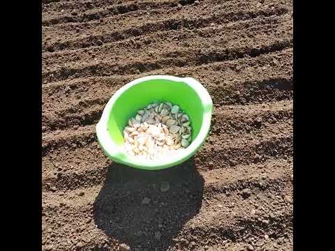 Danas sadim beli luk. Ko sadi ne boji se gladi