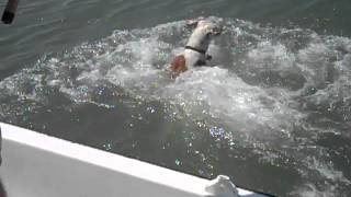Dog vs. Shark at Folly Beach