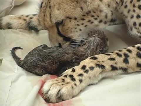 Cheetah giving birth with human assistance