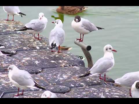 14.02.2016 / Neuhaus und Schärding am Inn