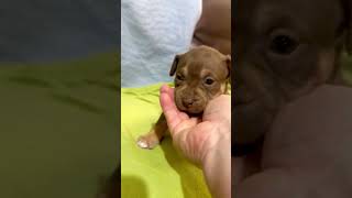 Video preview image #1 Staffordshire Bull Terrier-Unknown Mix Puppy For Sale in Holly Springs, NC, USA