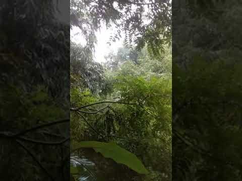 PHÁP CĂN BẢN ĐỊNH NIỆM HƠI THỞ - THẦY PHÁP LƯU