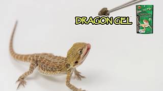 Hikari DragonGel 60g