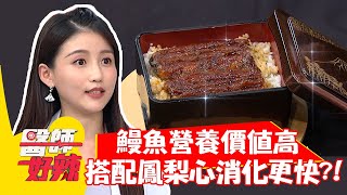 鰻魚營養價值高，搭配「鳳梨心」消化更快？！【#醫師好辣】20211028 part3 EP1226 宋明樺 高敏敏