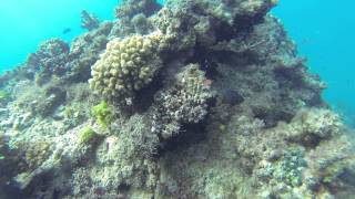 preview picture of video 'Diving in BEQA LAGOON - Fiji'