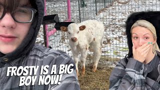 “Frosty ate solid food!” @DossFarm