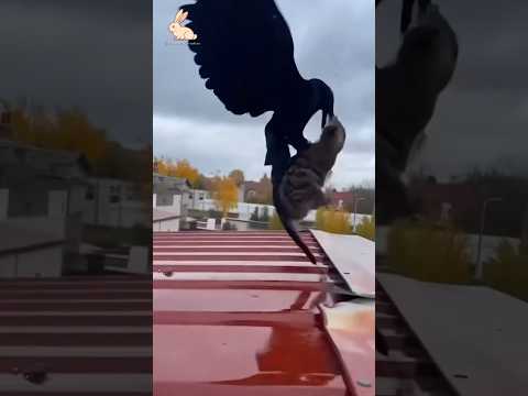 Will the cat successfully catch the raven?🦅⚔️🐈#shorts #wildlife #animals #cat #raven #viral