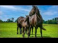 1 HOUR of Adorable BABY HORSES | Relaxing Music, Stress Relief, Calm.