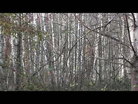 Waldidyll bei Hanau am 18 11 21