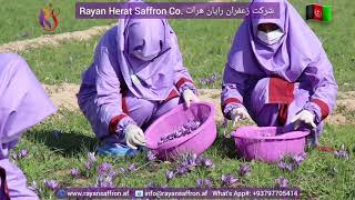 لماذا الزعفران غالي