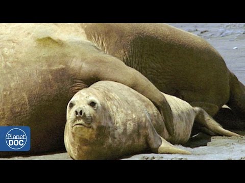 Elephant Seals Mating: Patagonia