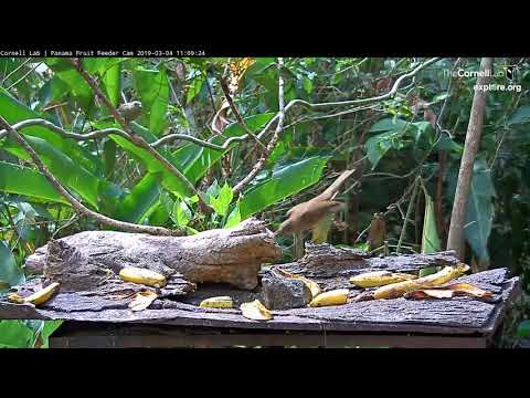 Female Red-legged Honeycreepers Make A Quick Visit – March 4, 2019