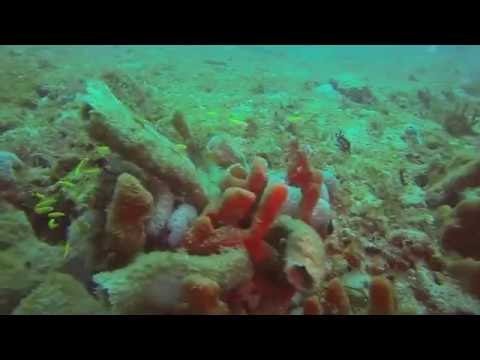 West Palm Beach Reef Dive 2016 YT
