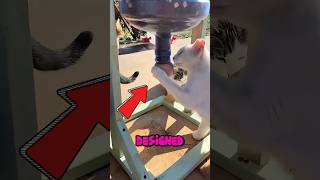 DIY cat automatic feeder! Simple and worry free feeding tips😺#animals #pets #cat #food #kitten