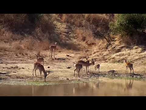 Djuma: Impalas drinking at the dam - 10:33 - 07/10/21