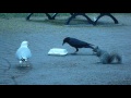 A Crow A Squirrel And A Seagull Eat French Fries