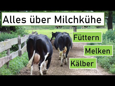 , title : 'Von der Kuh zum Käse 🐄 Teil 1  Milchkühe halten, füttern und melken! Demeterhaltung Dottenfelderhof'