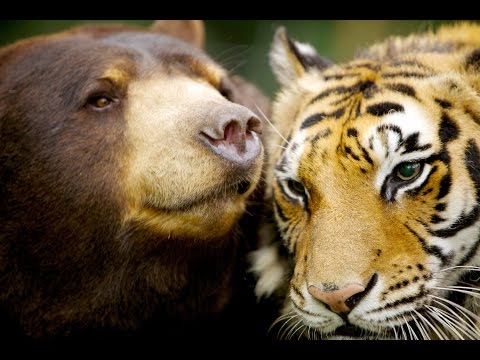 Die verrücktesten Tierpaare der Welt bei VOX!