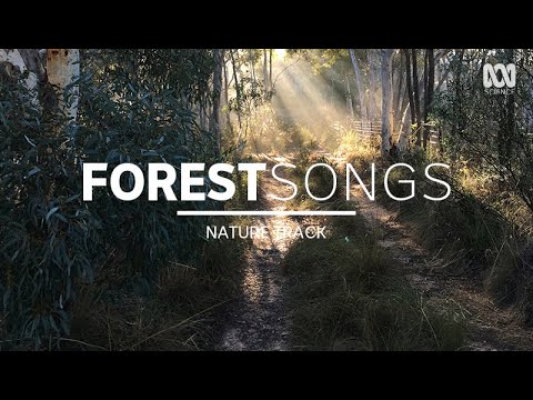 Bush sounds, birdsong in Australia — sleep music (2 hours) | Nature Track