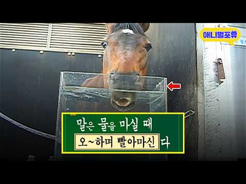 [추억의 스펀지] 말이 물을 빨리 마시는 이유ㅣKBS 스펀지 060527 방송