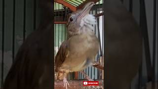 Download lagu Burung Kapas Tembak ngebren mp3