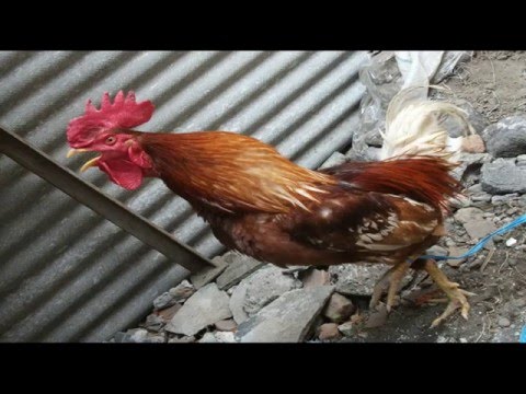 Ayam  -  Farid Hardja & Merry Andani