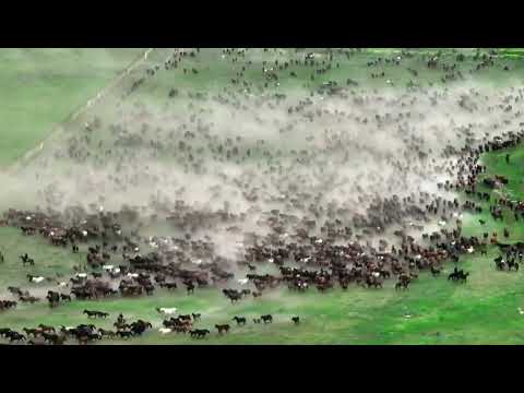 An enormous herd of hundreds of horses galloping in Xinjiang’s grasslands
