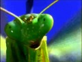 Savage Garden