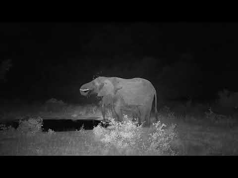 Djuma: Elephants get a drink as the evening sets in - 19:21 - 11/24/20