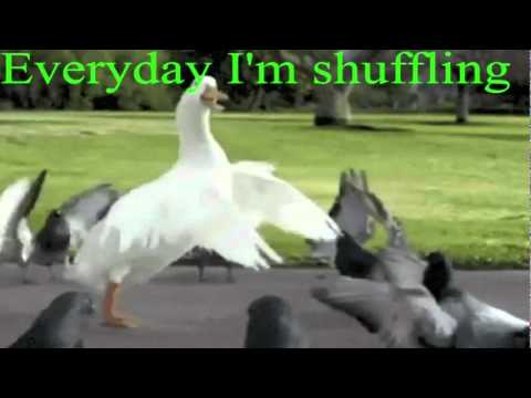 Everyday I'm Shuffling - Goose