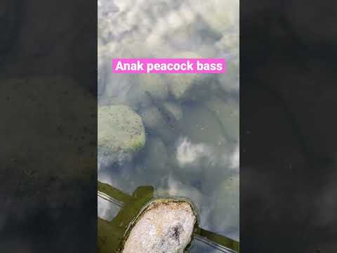 Banyak anak peacock bass