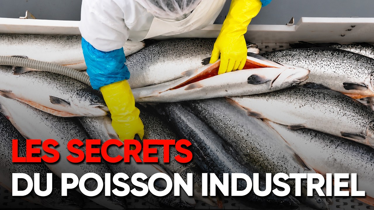 Illustration: Saumon norvégien, panga, éthoxyquine – ces poissons d’élevage toxiques dans nos assiettes