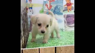 ハーフ犬の動画01