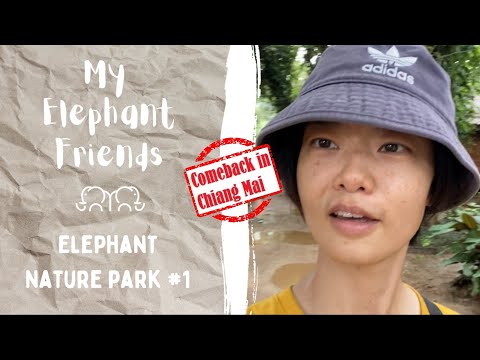 My Elephant Friends [[COMEBACK em Chiang Mai]] - ELEPHANT NATURE PARK EPISÓDIO #1