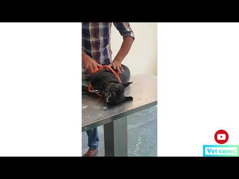 A case of STATUS  EPILEPTICUS a dog 🐕