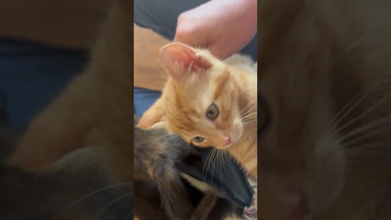 Little Tuck, a ADOPTABLE Tabby in Eagle Point, OR video 2/6