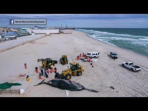 NJ Seaside Park Dead Whale Update