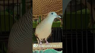 Download lagu Zebra Dove call Bird sounds for relaxations 217 #birds #birdsounds  #birdsong #animal #zebradove mp3