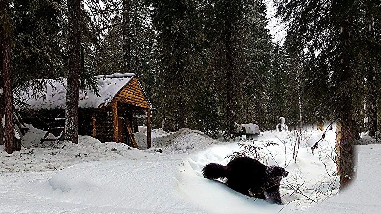 Росомаха пришла на приваду. 