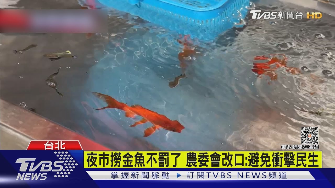 夜市撈金魚不罰了 農委會改口:避免衝擊民生
