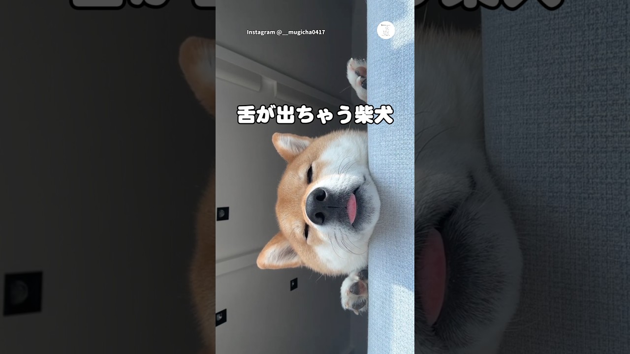 舌しまい忘れた柴犬　#柴犬　#犬　#かわいい犬 #面白い　#犬のいる暮らし #かわいい犬