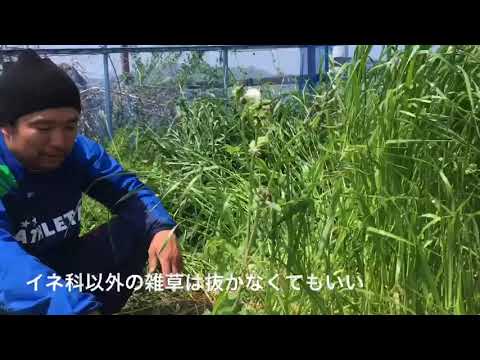 イネ科属のリストについて詳しく解説