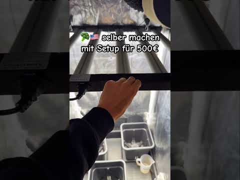 MAKE YOUR OWN GREAT CALI! 🥦 #grow #experiment #diy