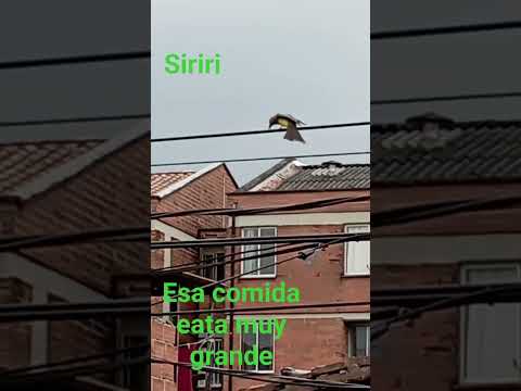 32 minutos preparando esa comida y no se la pudo comer #siriri #aveslivres #comeinsectos #silvestres