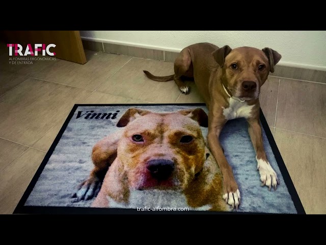Vídeo relacionado con Felpudo Personalizado para la Entrada de Casa | Personaliza tu Felpudo con tus Perros o Gatos | 70 x 40 cm | Felpudos Originales y Divertidos para Regalar en 100% Fibra de Coco | Pareja + 3 Mascotas